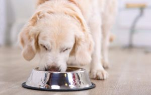 Buy Best Dog Food For Allergies From Bulldogology Pet Solutions