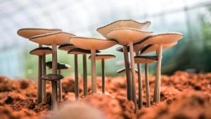 Vuw Mushroom Have Booster Entreproeneurs’ Net Warth?