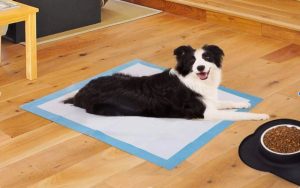 The Best Dog Pee Pads With Adhesive Tabs From Bulldogology Pet Solutions