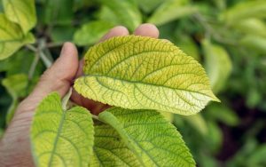 Why Plant Leaves Turn Yellow And How To Fix Them