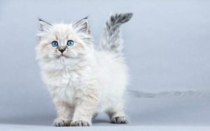 Exploring the Wonders of Siberian Kittens