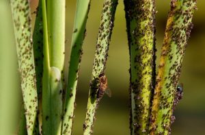 The Influence of Climate Change on the Pest Distribution in Munich
