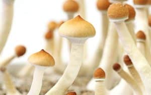A New Trend Among Famous Stars And Businessmen: Microdosing Of Amanita Mushrooms