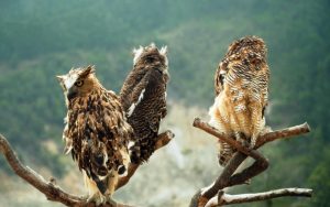What is an Owl Chicken? How to Choose the Right Owl Chicken When Fighting