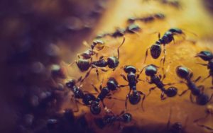 The Ultimate Guide to Preventing Ant Invasions in Your Kitchen