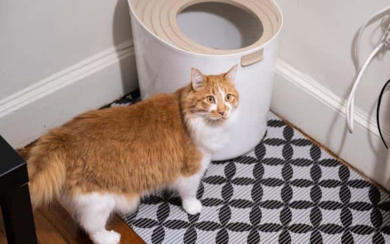 Do Cat Litter Mats Really Work?