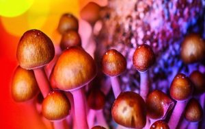 Everything You Need to Know about Magic Mushrooms: Benefits, Risks, and Legal Status