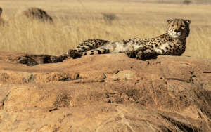Everything You Need to Know Before Going on Safari in South Africa