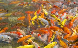 Tips Preventing and Treating Common Koi Ailments in 2024
