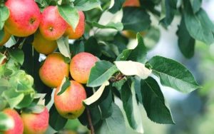 Top Considerations for Purchasing Apple Trees, According to Experts