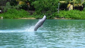 Discovering Dolphin Cove Montego Bay: A Marine Oasis in Jamaica’s Jewel