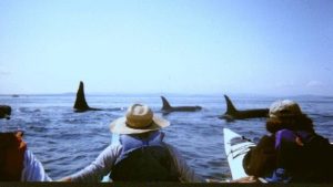 An Expert Guide in Kayak Rentals at San Juan Islands