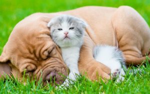 Navigating the World of Pet Insurance: A Comprehensive Guide