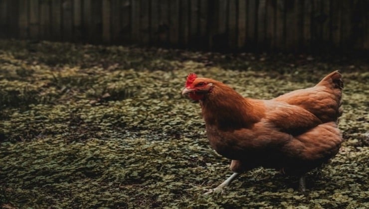 Picture of a chicken that you can raise after moving to the Virginia countryside