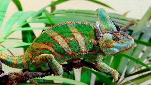 How Much Does It Cost to Taxidermy a Chameleon?