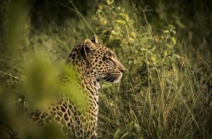 5-Day Itinerary for the Okavango Delta