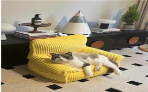 Why I’m Obsessed with the Cat Nest Sofa