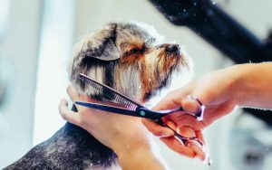 Why Sharp Scissors Are a Must for Effective Pet Grooming