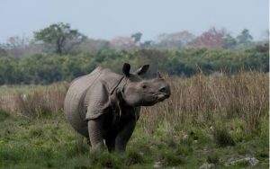 Best Spots for Black Rhino Encounters in Kenya