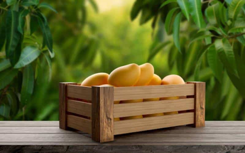 Golden Indulgence A Journey Through Thailand’s Exquisite Mango Season