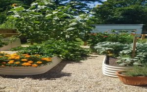 Top 10 Plants to Grow in Metal Raised Garden Beds for Maximum Yields