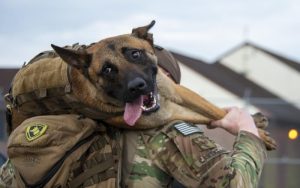 What Is K9 Veterans Day?