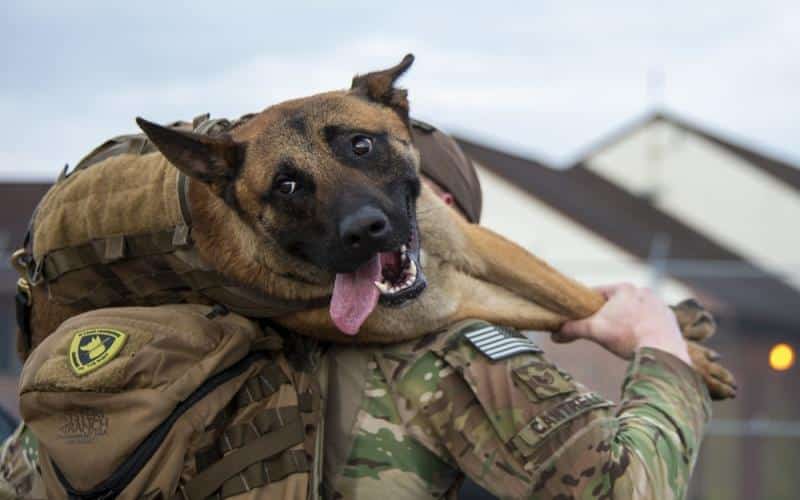 What Is K9 Veterans Day