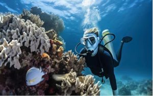 Embark on an Unforgettable Underwater Journey with Diving in Koh Tao