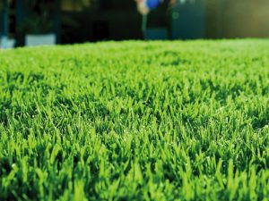 Empire Zoysia: The Perfect Turf for South East Queensland