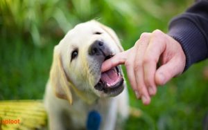 The Labrador Retriever: The Perfect Family Dog