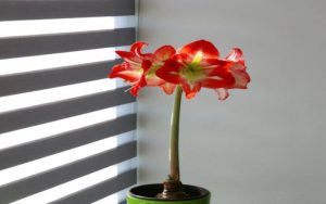 Ultimate Guide to Choosing the Right Window Shades for Your Home