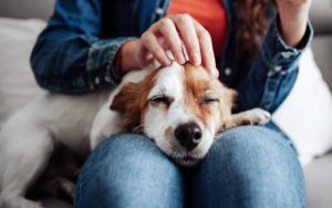 Why Your Pet Deserves Better Style Now