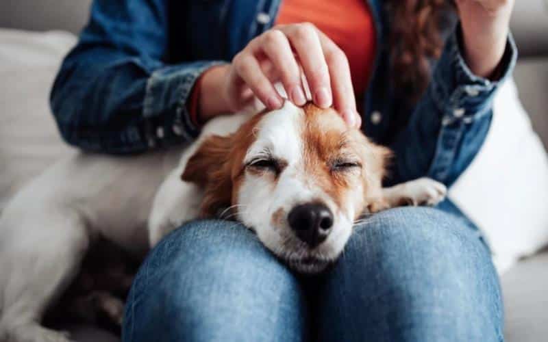 Why Your Pet Deserves Better Style Now
