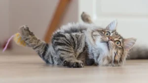 Complete Guide to Maintaining Joint Health in Cats