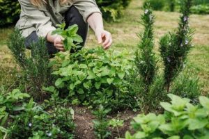 7 Plant-Based Alternatives For Pain Management 