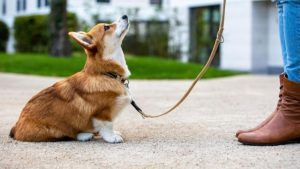 Know How To Train Your Small Dog To Walk Without Pulling Using A Dog Harness