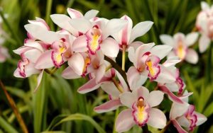 Orchid in a Bouquet: An Exotic Note Among Familiar Blooms