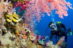 What Makes the Best Scuba Diving Tours in Key West Worth Every Minute
