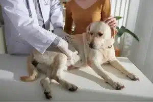 Understanding Seizures in Dogs and How to Help Them