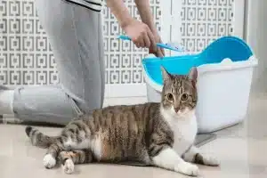 Why Some Cats Hate Self-Cleaning Boxes (& How to Fix It)