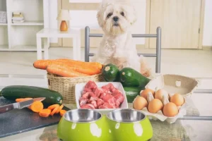 Simple Ways to Boost Your Dog’s Nutrition and Happiness at Home