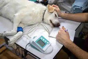 5 Situations Where a Walk-In and After-Hours Vet Can Help Your Pet in The Woodlands