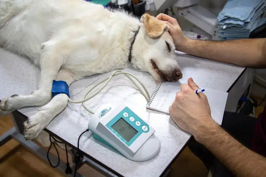 pet