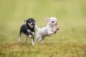 What Are The Essential Care Requirements For Chihuahua Puppies In Their First Year?