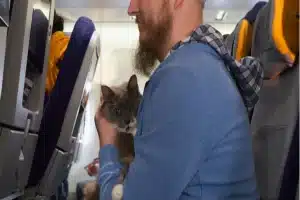 Expert Tips on How to Travel Comfortably with Your Cat