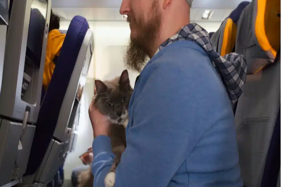A man traveling with his gray cat on an airplane, sitting in the window seat.